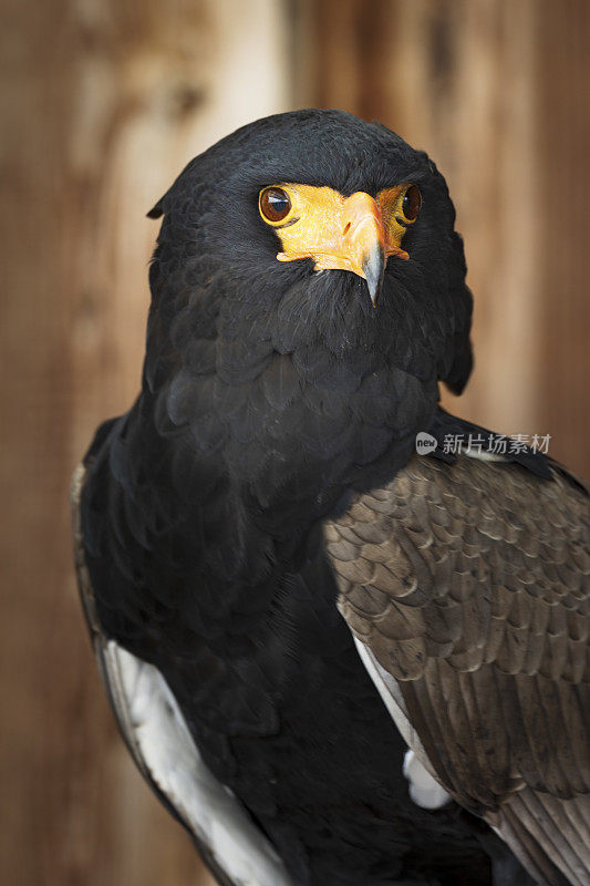 Bateleur (terathopius ecaudatus)的特写